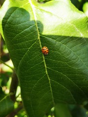Harmonia axyridis