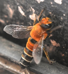 Megachile lanata