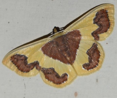Plutodes transmutata