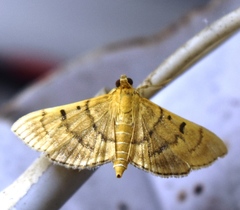 Omiodes indicata