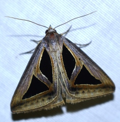 Trigonodes