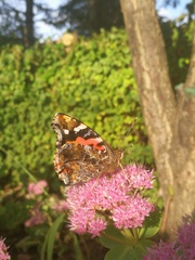 Vanessa indica