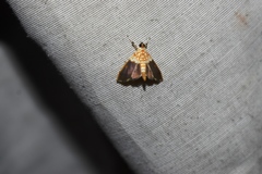 Agrotera basinotata