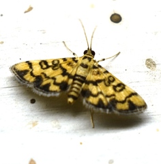 Glycythyma chrysorycta