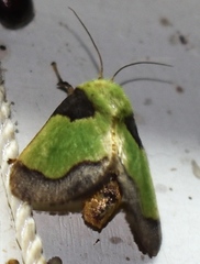 Aergina hilaris