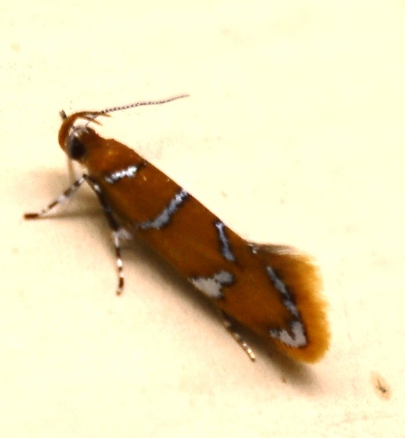 Promalactis commotica