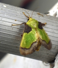Aergina hilaris