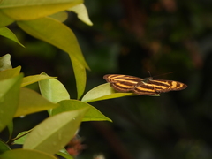 Athyma nefte subrata