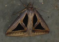 Trigonodes disjuncta