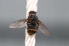 Entomophthora muscae