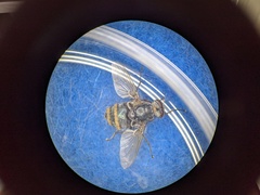 Entomophthora muscae