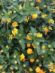 Lantana × hybrida