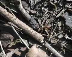 Mesostenus thoracicus