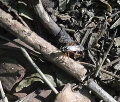 Mesostenus thoracicus