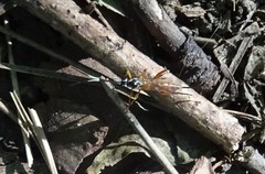 Mesostenus thoracicus