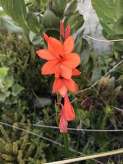 Watsonia stenosiphon