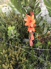 Watsonia stenosiphon