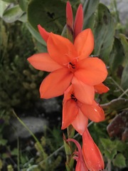 Watsonia stenosiphon