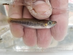 Fundulus lineolatus