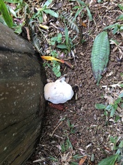 Fungi