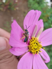 Paragapostemon coelestinus