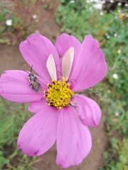 Paragapostemon coelestinus