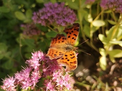 Polygonia c-aureum