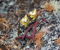 Dendrobium striolatum