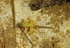Pelophylax perezi