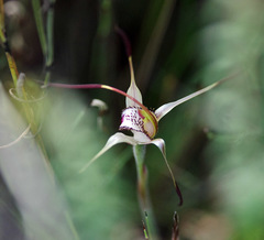 Caladenia hastata