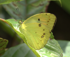 Ixias pyrene andamana