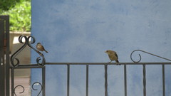 Molothrus bonariensis