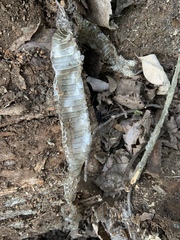 Thamnophis sirtalis