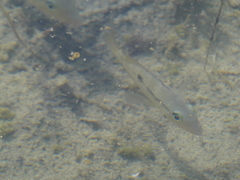 Thorichthys affinis image