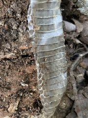 Thamnophis sirtalis