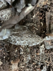 Thamnophis sirtalis