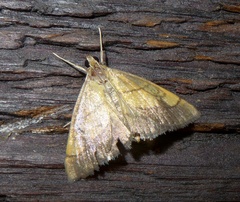 Evergestis limbata