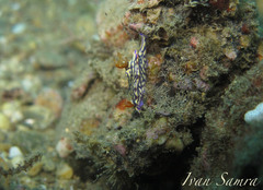 Hypselodoris nigrostriata