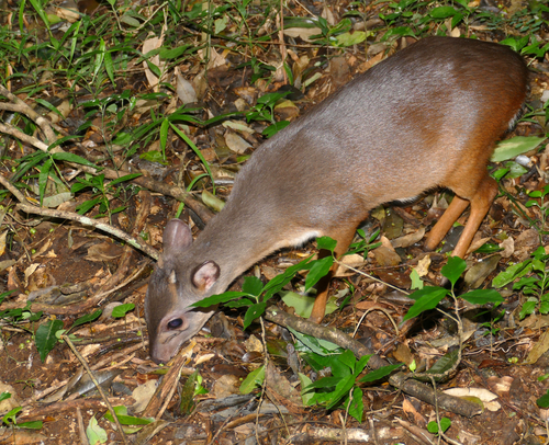 Blue Duiker