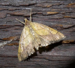 Evergestis limbata