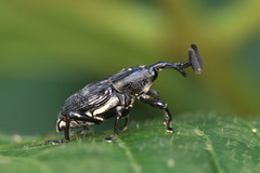 Cercidocerus lateralis