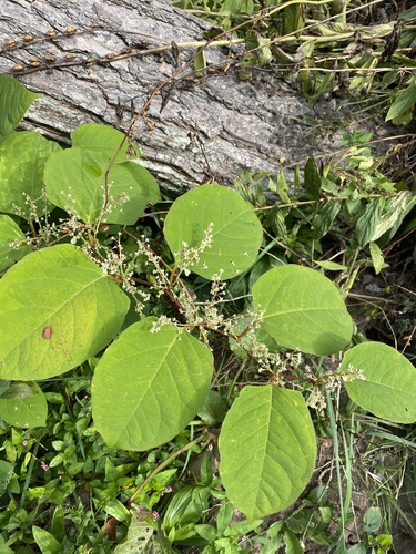Fallopia japonica iNat (2)