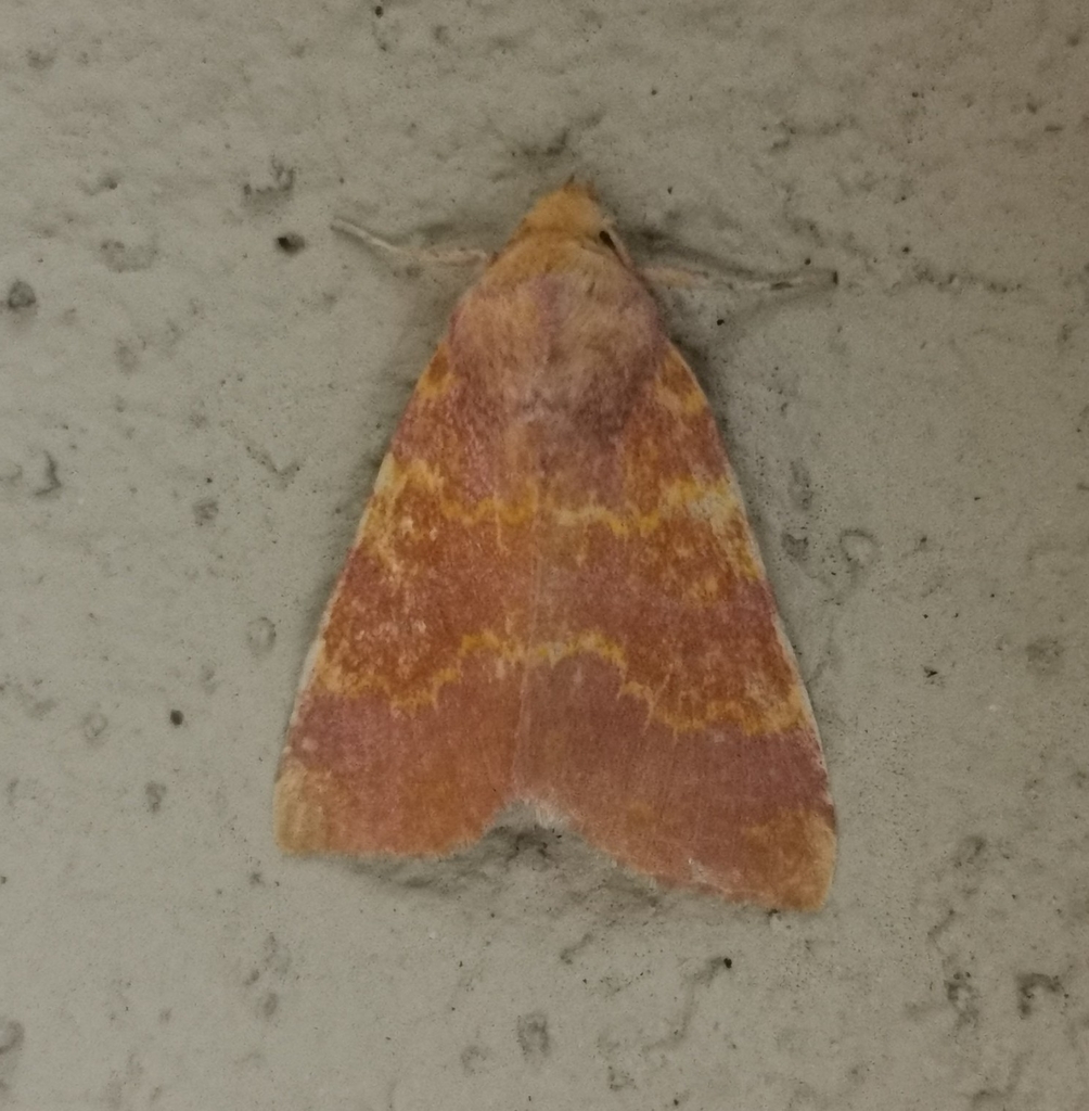 Barred Sallow