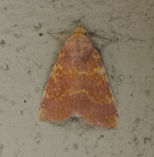 Barred Sallow
