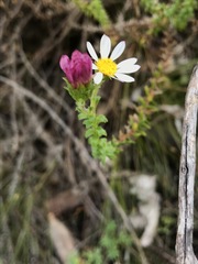 Polyarrhena reflexa reflexa