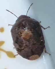 Stethaulax marmorata