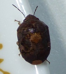 Stethaulax marmorata