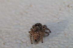 Philaeus chrysops
