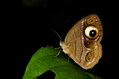 Mycalesis junonia