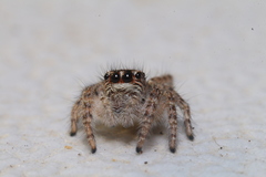 Philaeus chrysops